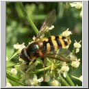 Eriozona erraticus - Waldschneisenschwebfliege m01 hsk.jpg